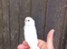 Super Silly hand tamed baby budgies for sale