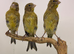 x5 Reza canary’s this year