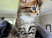 Gorgeous Tabby Kittens for sale &pound;250 male &pound;300 female