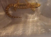Mourning Geckos