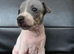 American Hairless Terrier puppies
