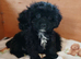 Cavapoo puppies **ready now**