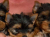 Two beautiful Yorkshire terrier puppy bitches