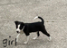 Collie cross Jack Russell