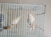 1 pair canary