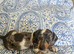 Miniature dachshund