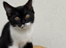 Rehome 4 kittens