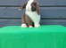 Superfriendly mini lop rabbit ready now