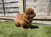 KC registered adorable chow chow puppies