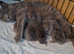 Top quality Blue British shorthairs for Sale