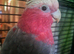 Galah cockatoo