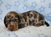 Stunning True Minis * BOYS ONLY * READY NOW*