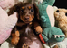 Minature daschund