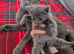 2 stunning female russian blue kittens