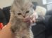 Ragdoll/persian kittens