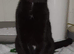 6 year old female neutered cat