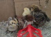 Serama & Silkies Mixed