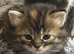 Maine coon x domestic kittens