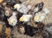 Silkie and serama chicks day olds