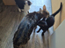 Kittens for sale