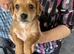 Jackapoo puppies for sale
