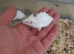 Fancy mice babies ( Now Reserved more Ready Soon )