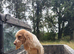 4 YEAR OLD WORKING COCKER SPANIEL