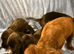 Beautiful cocker spaniel puppies