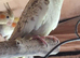 Female lutino aviary cockateils