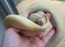 Ball Python looking for loving home