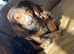 Rehoming beautiful working cocker