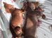 Isabella & Tan Dachshund puppy BOY