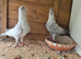 Pigeons