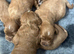 Proven KC Toy Poodle Stud Dog Looking for a New Home