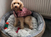 Cavapoochon