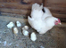 Broody hen and 6 chicks