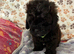 Shihpoo puppies girls and boys ready to go to the new homes
