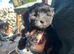 Maltipoo puppies