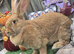 Orange Fawn , Continental Giant Doe