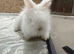 Angora bunnies