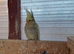 Young cockatiel for sale.