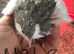 SEXED QUAILS/CHINESE PAINTED BUTTONS !