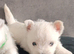 Gorgeous RKC reg West highland white terrier puppies