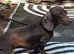 Beautiful 11 month old she is a Kinenchen smaller than miniature girl.