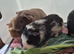 Baby Guinea Pigs