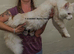 Large Rare Red Shaded/Red Shell TICA kittens