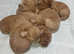 Kc reg cocker spaniel male for stud