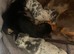 Lovely Well Bred Dachshund Puppies Deposits Being Taken