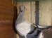 6 pairs of Syrian pigeons for sale