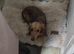 Long haired miniature Daschund puppies black and cream and shaded creams